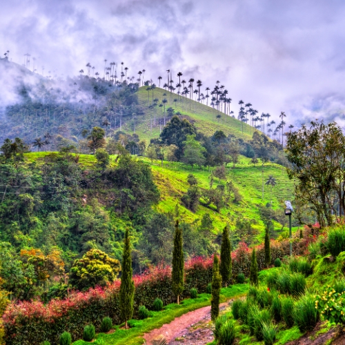 Eje Cafetero 1