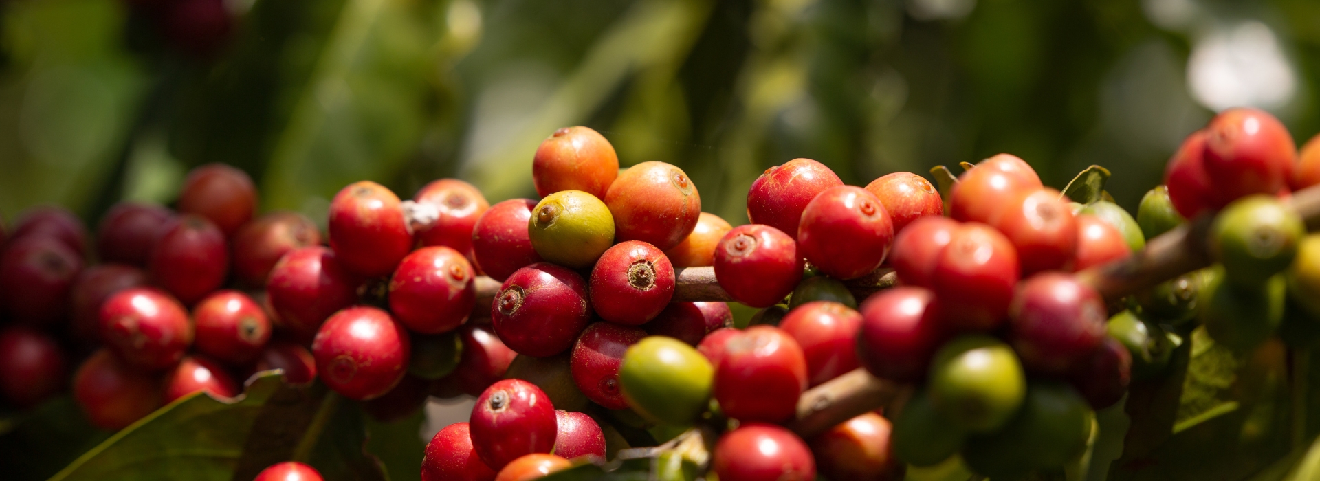 Eje Cafetero Año Nuevo